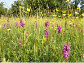 Species rich grassland at Long Green, Wortham Common