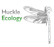 Huckle Ecology Logo - dragonfly