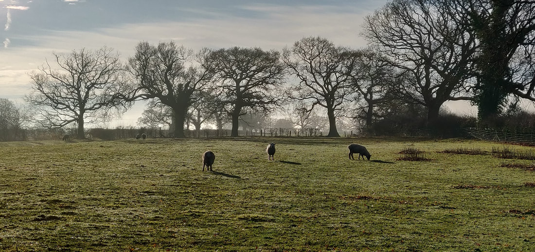 Winter trees and grazed pasture in Cheshire