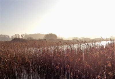 Reedbed at Redgrave and Lopham Fen, managed by Suffolk Wildlife Trust