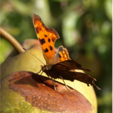 Comma butterfly on rotting pear - Huckle Ecology, Suffolk