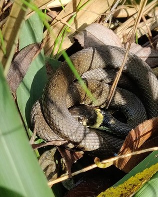 Call us for more info about reptile surveys in Norfolk, Suffolk or East Anglia