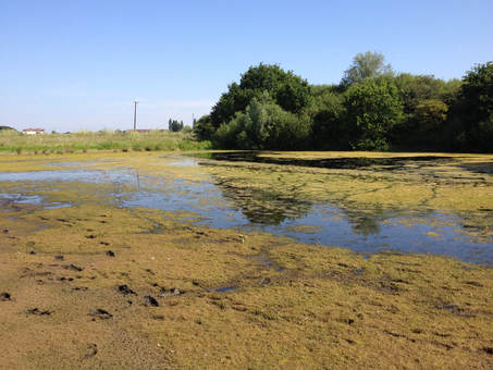 Newt survey undertaken in pond with Crassula