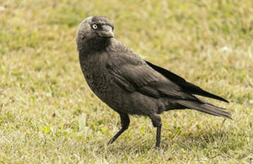 Jackdaw - a bird covered by the revoked General Licences