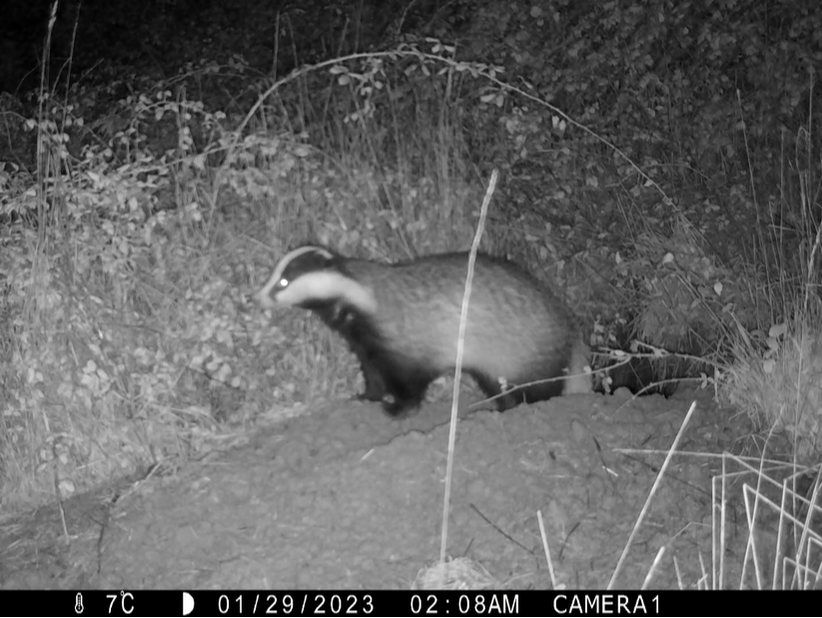 Badger survey using trail camera with infra red sensor