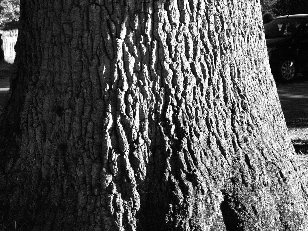 Oak trunk