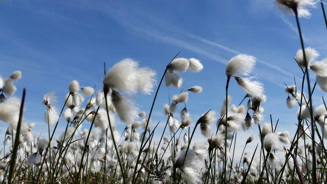 Cotton grass