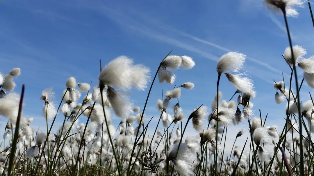Cotton grass