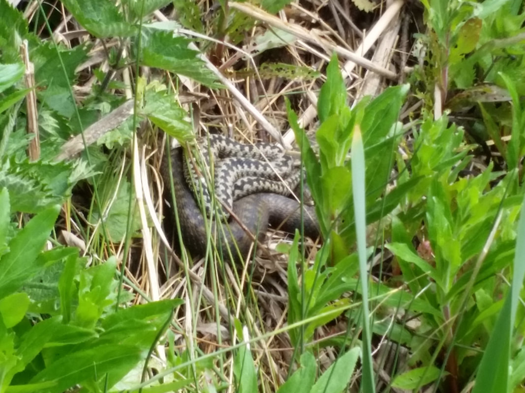 Adult great crested newt
