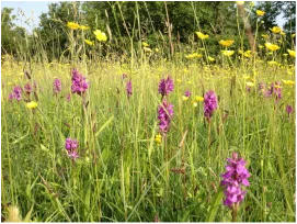 Species rich grassland at Long Green, Wortham Common