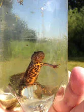 Great crested newt surveys are vital if you have a pond on site or terrestrial habitat that could support the species