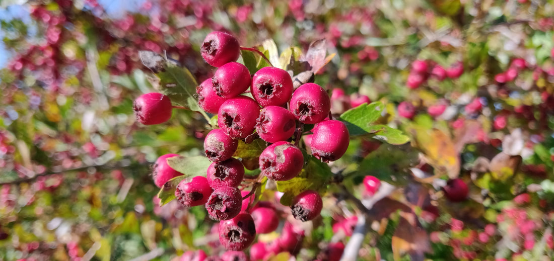Hawthorn (Crataegus monogyna) - a rich source of food for hedgerow birds in Autumn and Winter