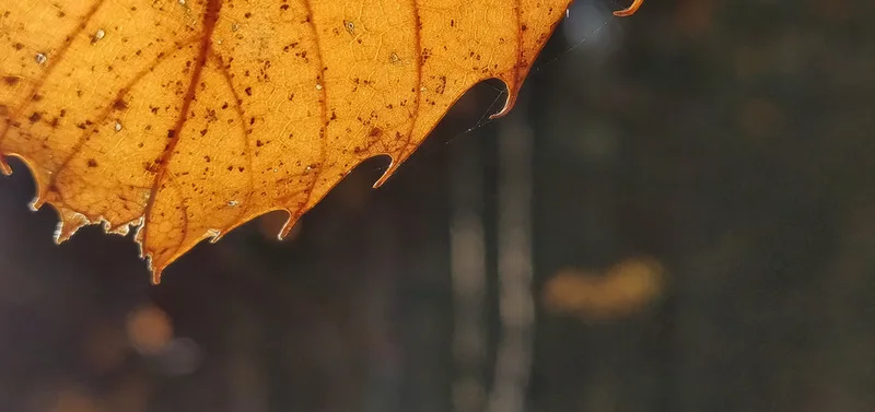 Back lit sweet chestnut leaf in autumn sun