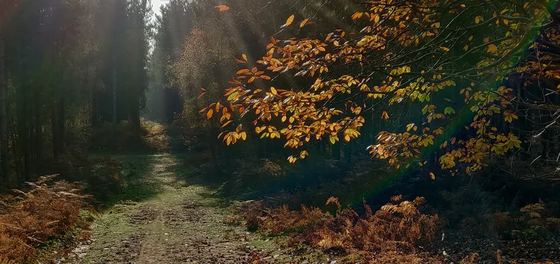 Autumn light in Rendlesham Forest, Suffolk