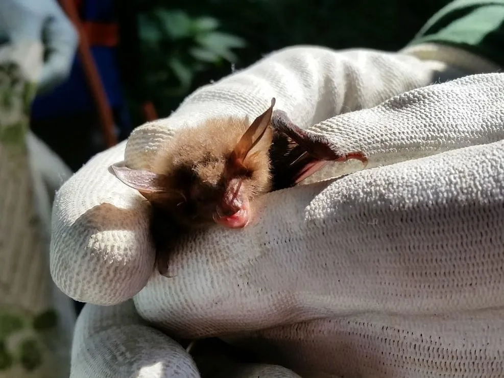 Preliminary Roost Assessment, Bat Activity Transects and Dusk / Dawn Surveys