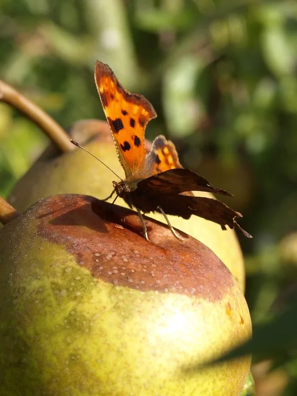 Comma butterfly feeding on decaying apple in an orchard