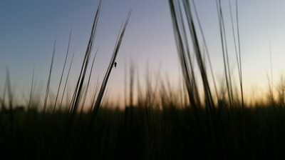Barley at Sunset 2
