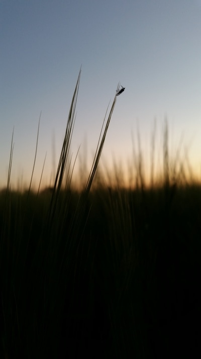 Barley at Sunset 1