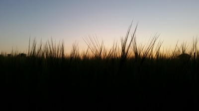 Barley at Sunset 3