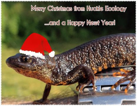 Great crested newt santa hat - Jon Huckle