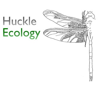 Huckle Ecology logo - dragonfly