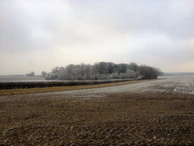 Winter arable field