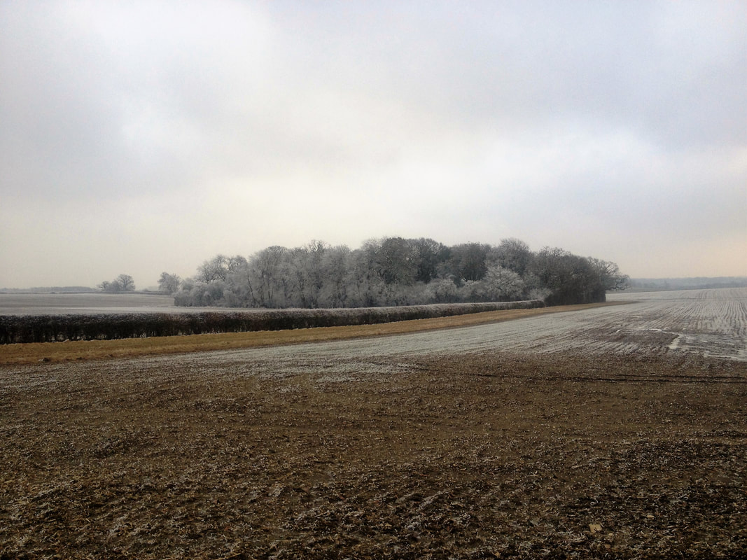 Winter arable field - wintering bird surveys