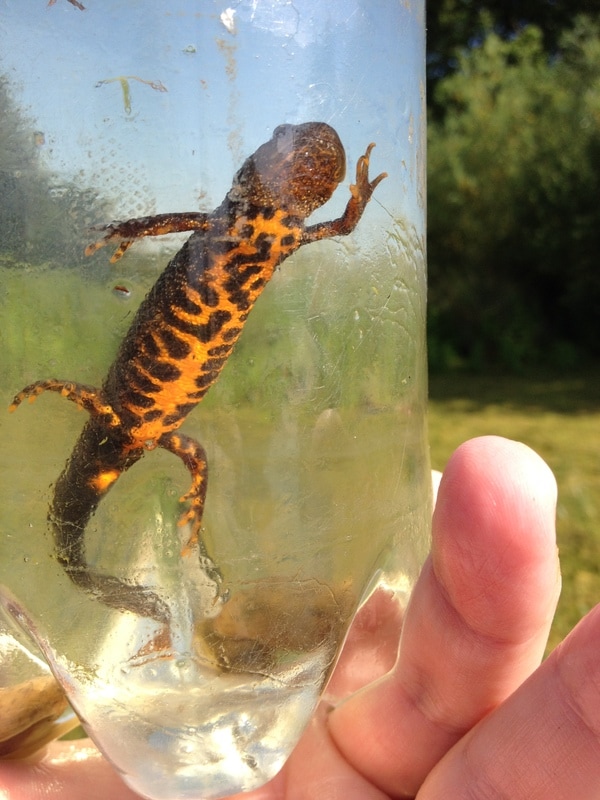 Great crested newt in bottle - captured under Natural England survey licence