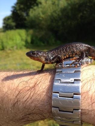 Adult great crested newt